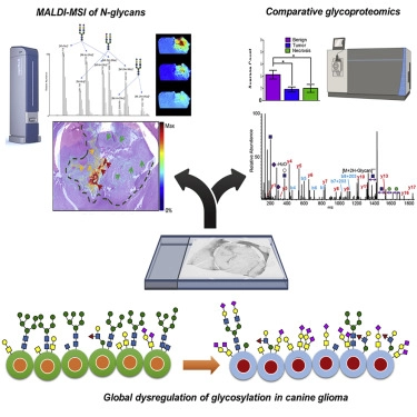 Glycoproteomics  Nature Reviews Methods Primers