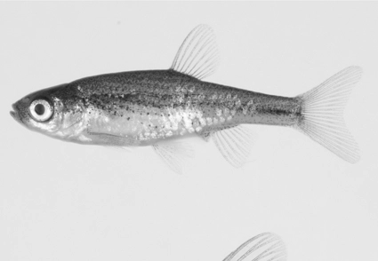 <strong>Osteology of <em>Hemigrammocypris</em> <em>neglecta</em> (Teleostei: Cypriniformes) with comments on its systematic position</strong>