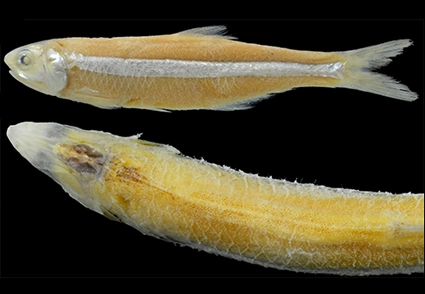 <strong><em>Stolephorus grandis</em>, a new anchovy (Teleostei: Clupeiformes: Engraulidae) from New Guinea and Australia</strong>