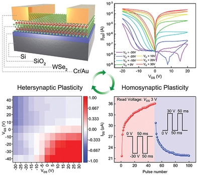 Reconfigurable 2D WSe2‐Based Memtransistor for Mimicking Homosynaptic and Heterosynaptic Plasticity