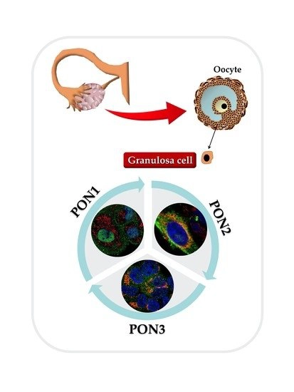 granulosa cells