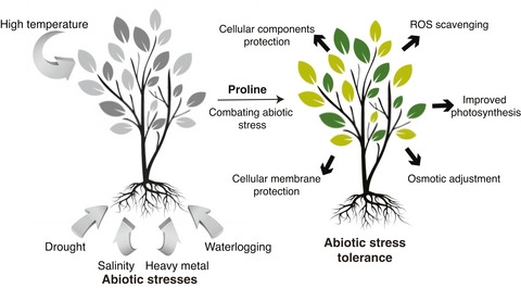 Proline, a multifaceted signalling molecule in plant responses to abiotic stress: understanding the physiological mechanisms