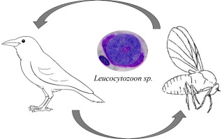 Contribution to the knowledge on black flies (Diptera: Simuliidae) as vectors of <em>Leucocytozoon</em> (<em>Haemosporida)</em> parasites in Lithuania