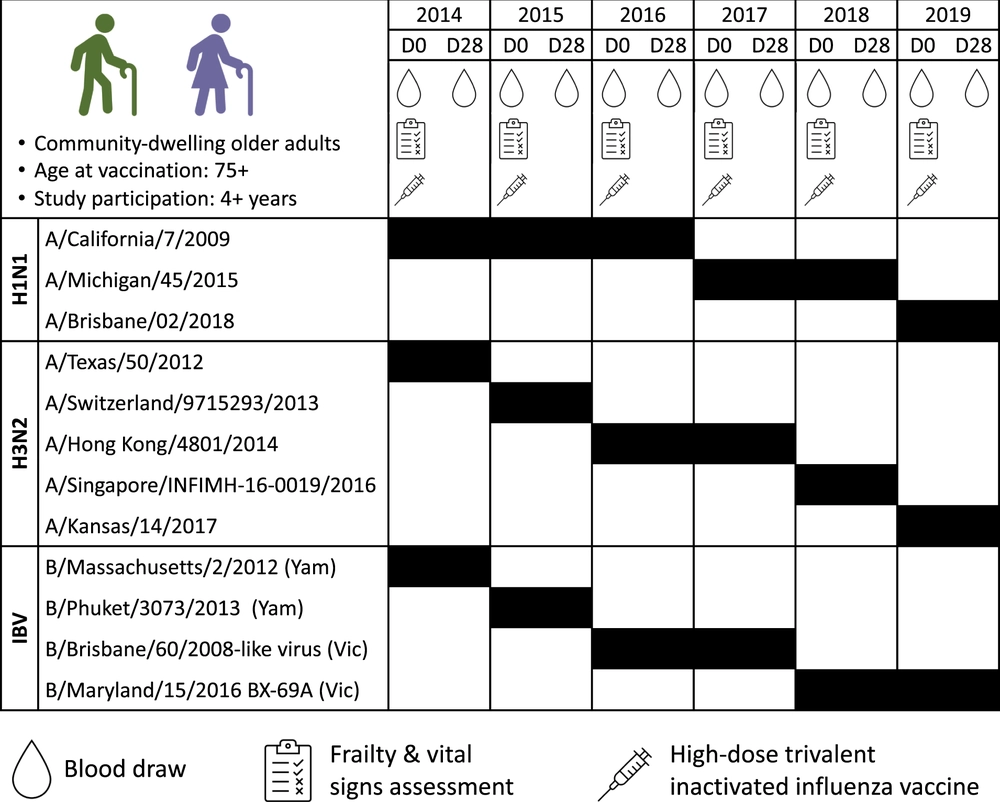 Sex-specific effects of aging on humoral immune responses to repeate