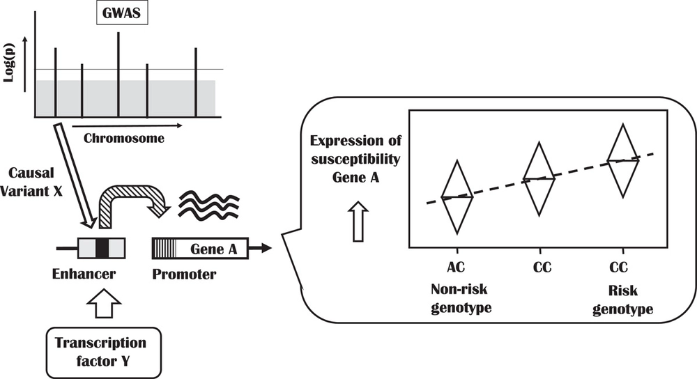 A database of 5305 healthy Korean individuals reveals genetic and clinical  implications for an East Asian population