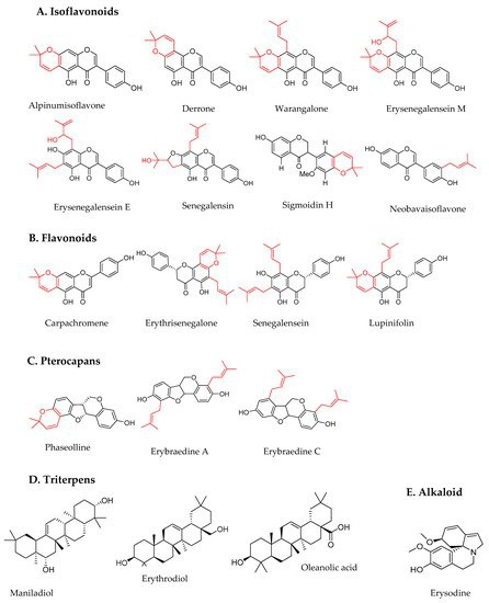 Systematic Review of Potential Anticancerous Activities of Erythrina senegalensis DC (Fabaceae)