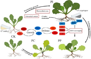 <em>Piriformospora indica</em> promotes the growth and enhances the root rot disease resistance of gerbera