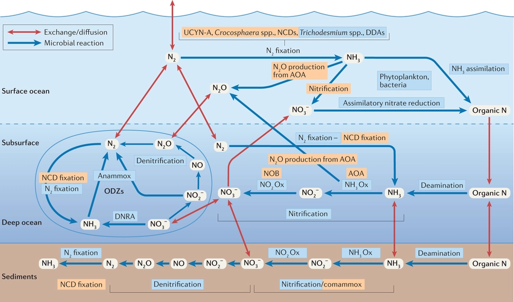 global nitrogen cycle