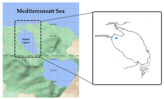 Schematic Map of the Mediterra [IMAGE]