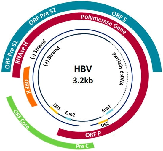 Pathogens, Vol. 8, Pages 63: Hepatitis B Virus Molecular Epidemiology, Host-Virus Interaction, Coinfection, and Laboratory Diagnosis in the MENA Region: An Update